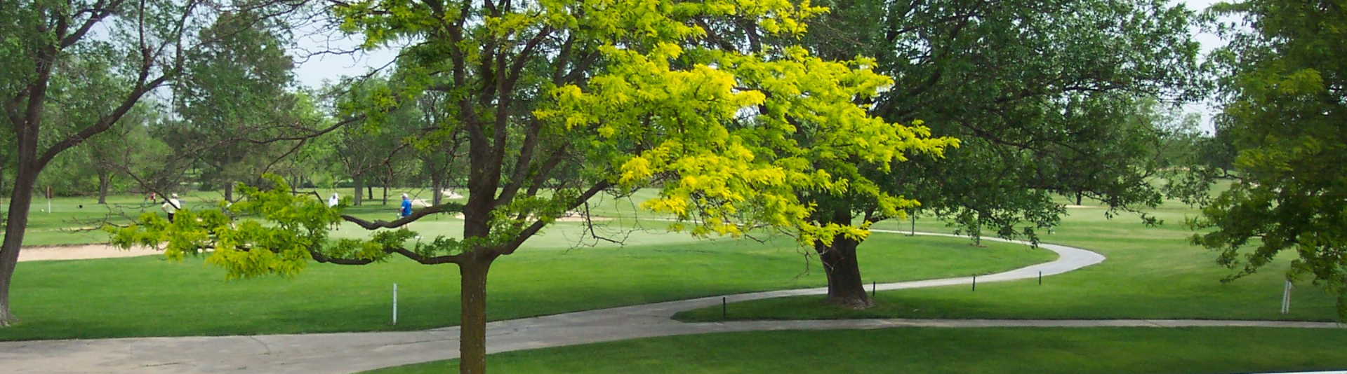 Vire of course through a very bright tree 