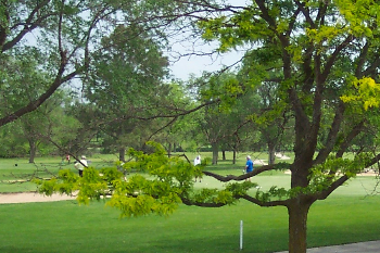 View of the course throuh trees 